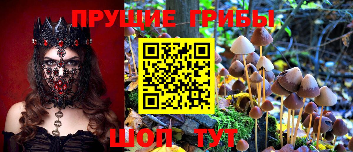Галлюциногенные грибы Cubensis  цена наркотик  Великий Новгород  Вход с VPN 